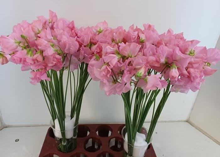 Sweet Pea Romance Pink Pearl