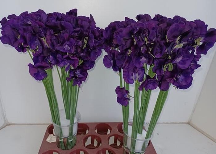 Sweet Pea dark blue purple