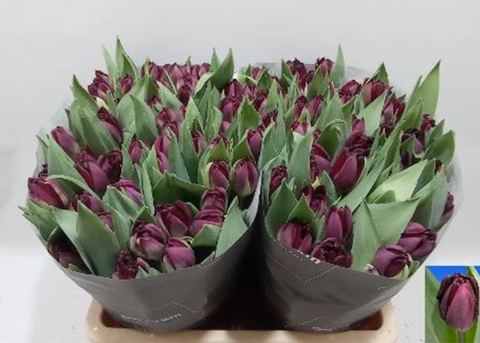 Tulips Dark Soul double