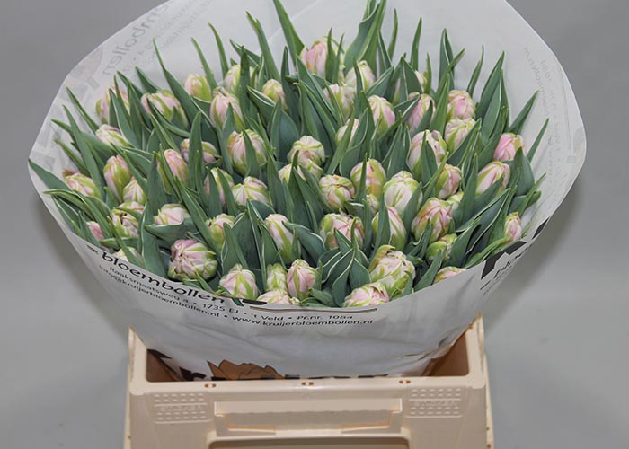 Tulips Dotcom double