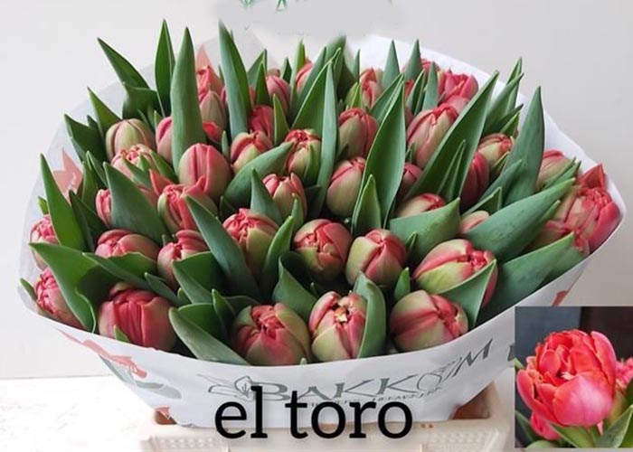 Tulips El Toro double