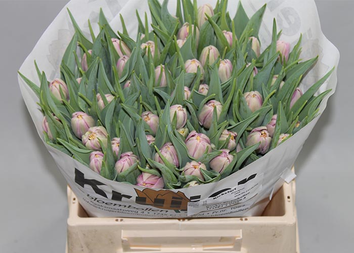 Tulips Kickstart double