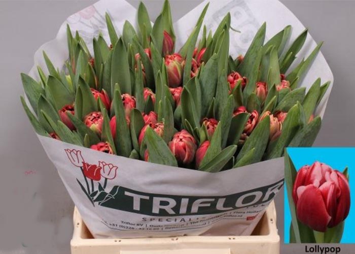 Tulips Lollypop double