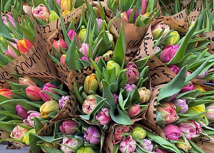 Tulips Mixed in bunch Special double