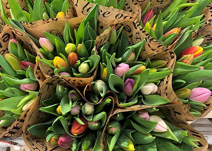 Tulips Mixed in bunch Special