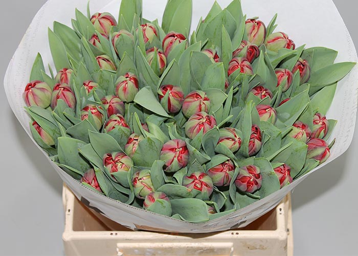 Tulips Prominence double