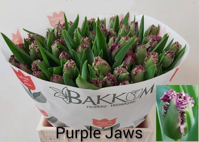 Tulips Purple Jaws frilled