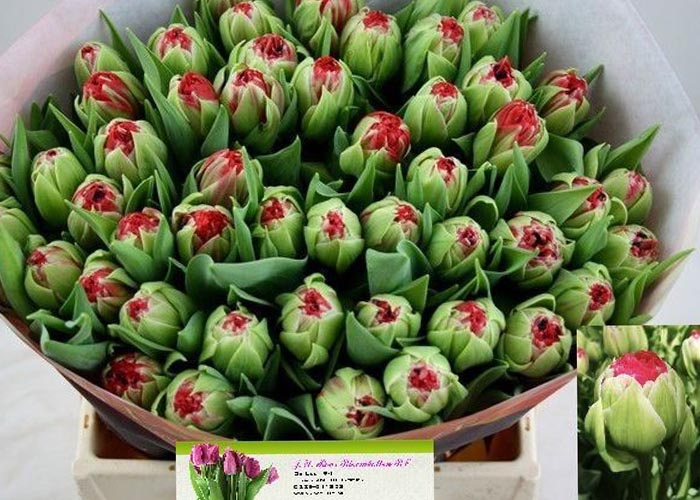 Tulips Strawberry Red double