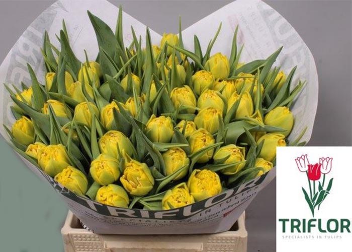 Tulips Yellow Power double