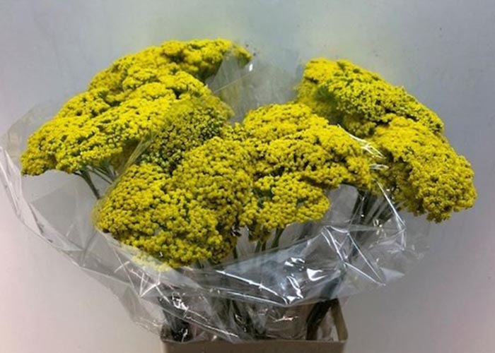 Yarrow Parkers Var.