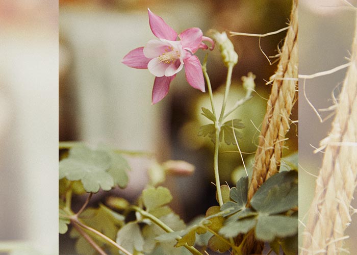 bloemenbureau-aquilegia-te_gebruiken_tot-2027-03-24