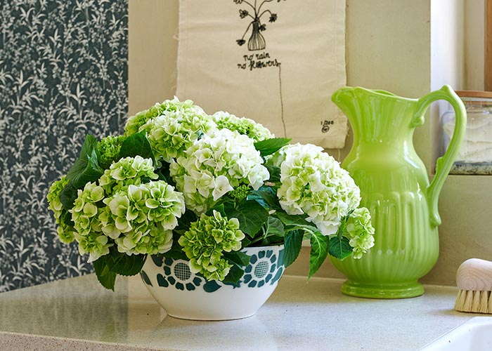 bloemenbureau-hydrangea-te_gebruiken_tot-2027-11-23