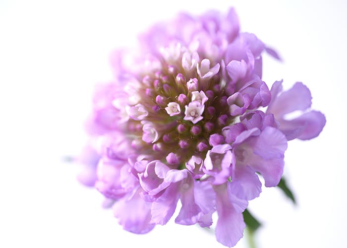 bloemenbureau-scabiosa-te_gebruiken_tot-2027-11-23