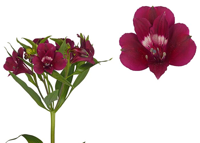 Alstroemeria Purple Candy