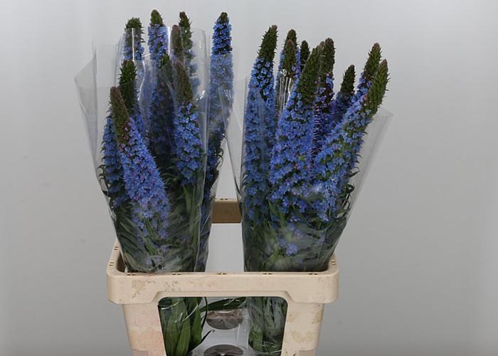 Echium Webbii