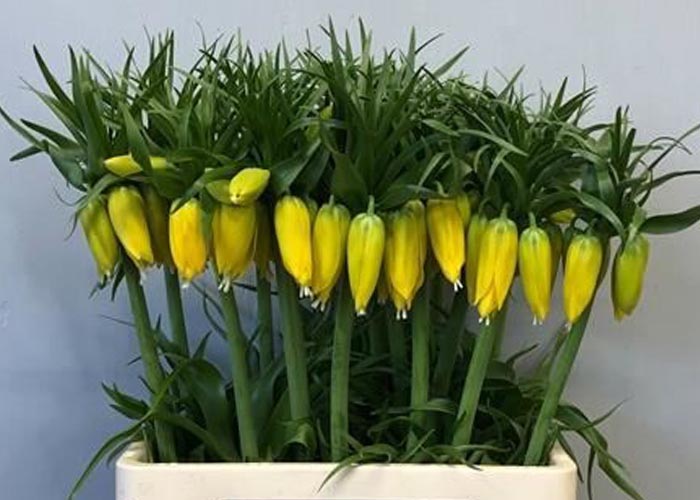 Fritillaria Imperialis Yellow