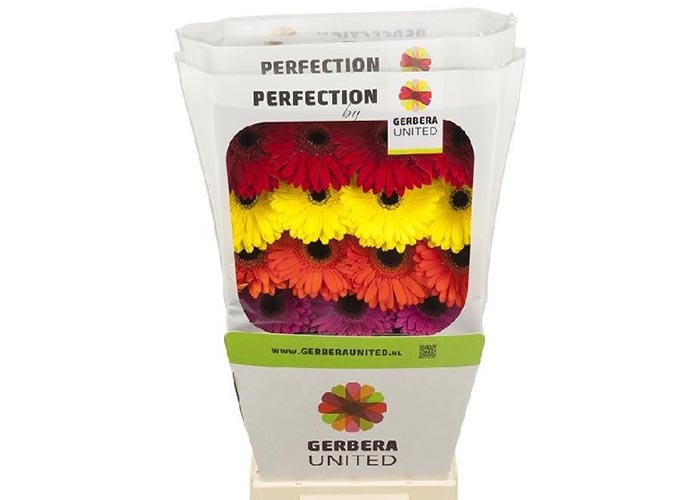 Gerbera Mix tray row