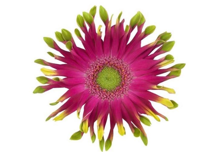 Gerbera Pastini Milazzo