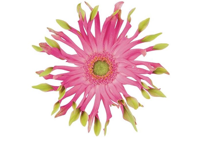 Gerbera Pastini Venezia