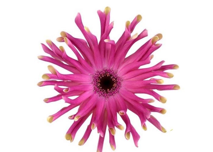 Gerbera Pastini Vittoria