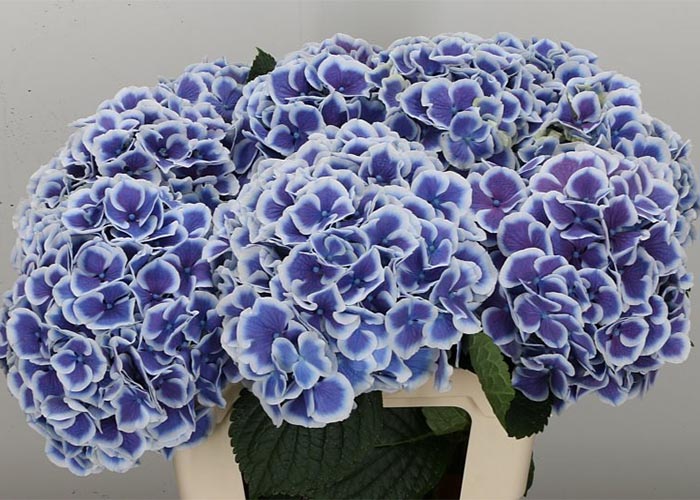 Hydrangea Beautensia Dali