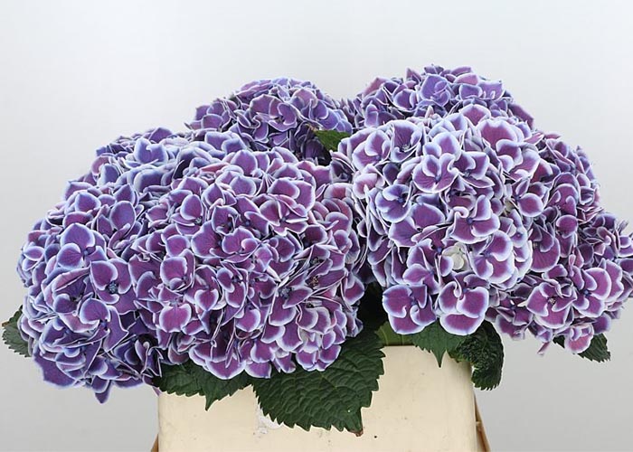 Hydrangea Harlekijn