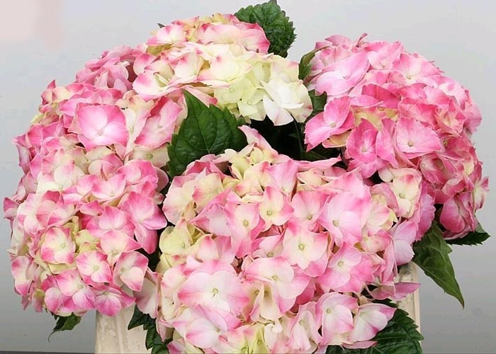 Hydrangea Magical Marble