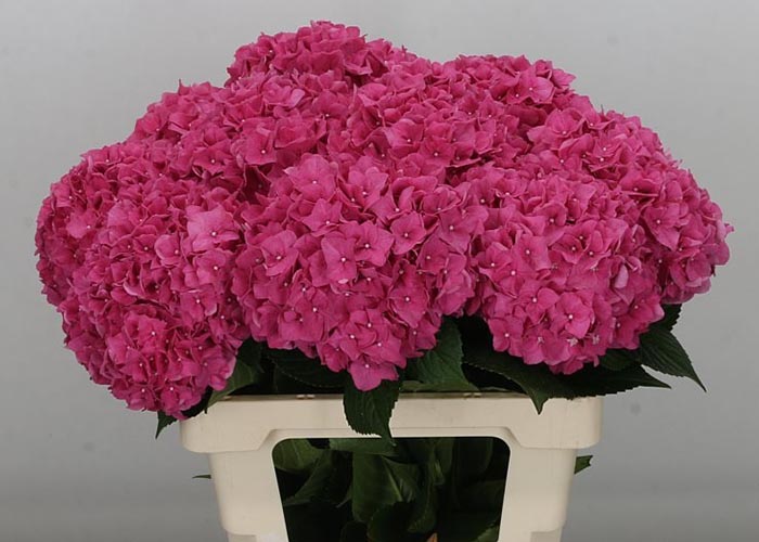 Hydrangea Rodeo Cherry