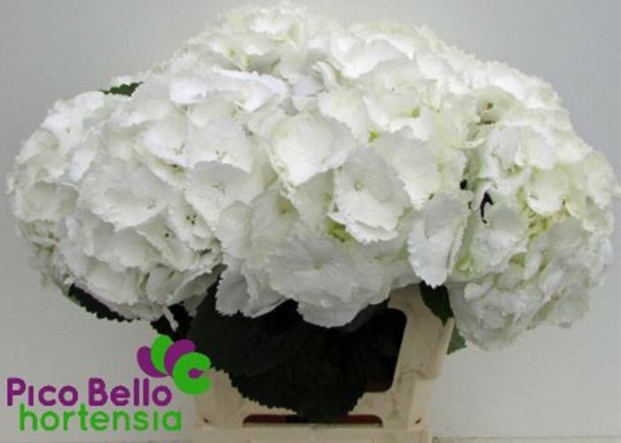 Hydrangea Schneeball