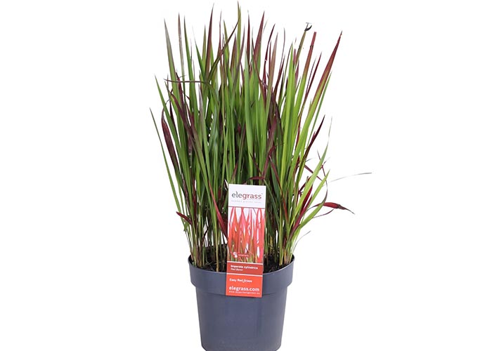 Imperata Red Baron