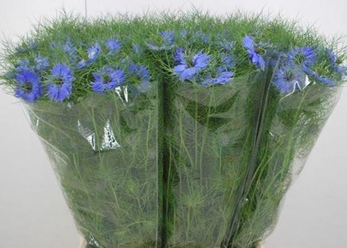 Nigella Deep Sea Blue