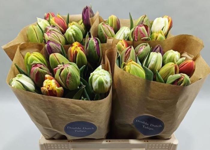 Tulips Double assorted